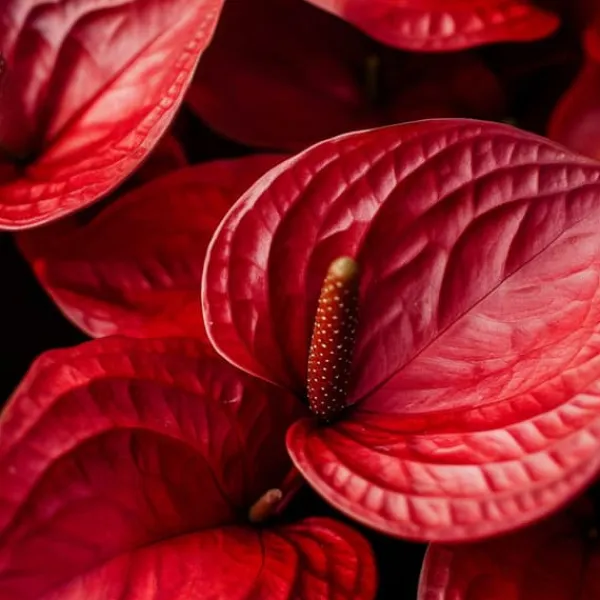 Rosenkalla - Anthurium 'Royal Champion' - Höjd 35-45cm - ø12cm