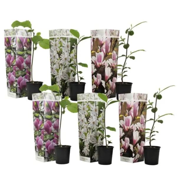 Rosenmagnolia - Set om 6 - Magnolia - Höjd 25-40cm - ⌀9cm