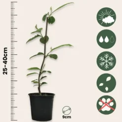 Rosenmagnolia - Set om 6 - Magnolia - Höjd 25-40cm - ⌀9cm