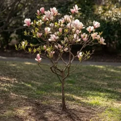 Rosenmagnolia - Set om 6 - Magnolia - Höjd 25-40cm - ⌀9cm