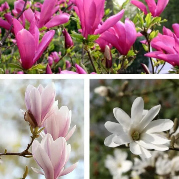 Rosenmagnolia - Set om 6 - Magnolia - Höjd 25-40cm - ⌀9cm