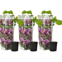 Discount Rosenmagnolia - Set om 3 - Magnolia 'Susan' - Höjd 25-40cm - ⌀9cm Trädgårdsväxter