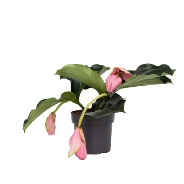 Rosenskärm - Medinilla magnifica - Höjd 40-50cm - ⌀17cm