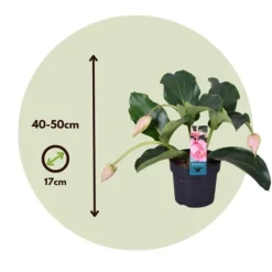 Rosenskärm - Medinilla magnifica - Höjd 40-50cm - ⌀17cm
