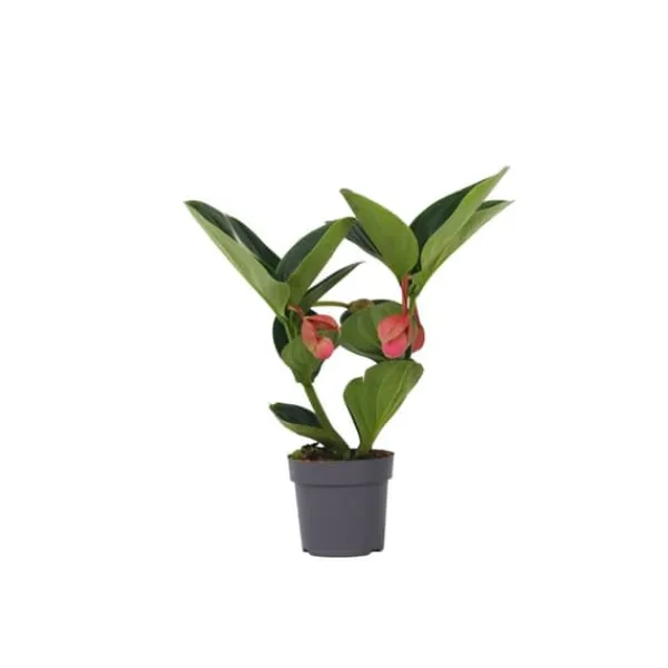 Rosenskärm - Medinilla magnifica - Höjd 40-50cm - ⌀14cm
