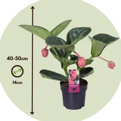 Rosenskärm - Medinilla magnifica - Höjd 40-50cm - ⌀14cm