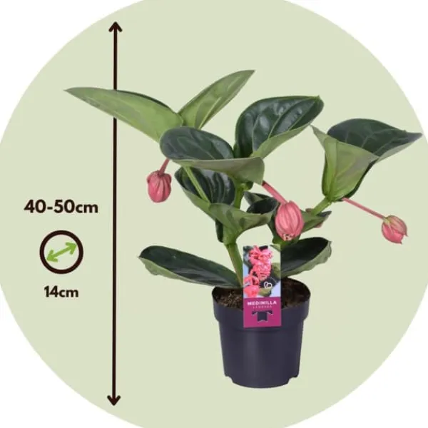 Rosenskärm - Medinilla magnifica - Höjd 40-50cm - ⌀14cm