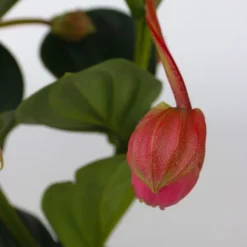 Rosenskärm - Medinilla magnifica - Höjd 40-50cm - ⌀14cm
