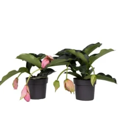Rosenskärm - Set om 2 - Medinilla magnifica - Höjd 40-50cm - ⌀17cm