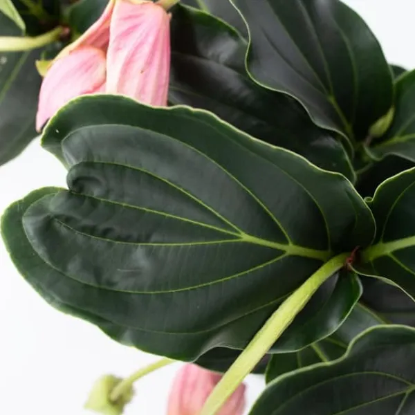 Rosenskärm - Set om 2 - Medinilla magnifica - Höjd 40-50cm - ⌀17cm