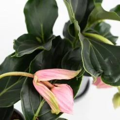 Rosenskärm - Set om 2 - Medinilla magnifica - Höjd 40-50cm - ⌀17cm