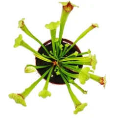 Discount Rörformig växt - Sarracenia 