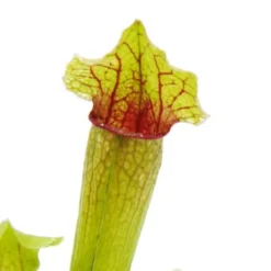 Discount Rörformig växt - Sarracenia 