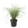 Rörgräs - Calamagrostis acutiflora 'Overdam' - Höjd 20-30cm - ⌀23cm