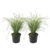 Rörgräs - Set om 2 - Calamagrostis acutiflora x 'Overdam' - Höjd 20-30cm - ⌀23cm