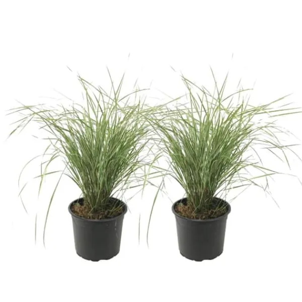 Rörgräs - Set om 2 - Calamagrostis acutiflora x 'Overdam' - Höjd 20-30cm - ⌀23cm