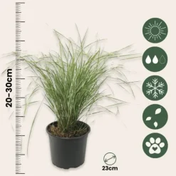 Rörgräs - Set om 2 - Calamagrostis acutiflora x 'Overdam' - Höjd 20-30cm - ⌀23cm