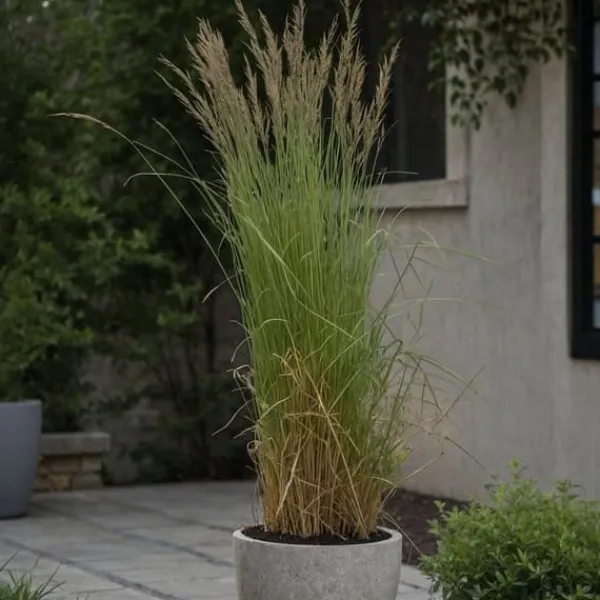Rörgräs - Set om 2 - Calamagrostis acutiflora x 'Overdam' - Höjd 20-30cm - ⌀23cm
