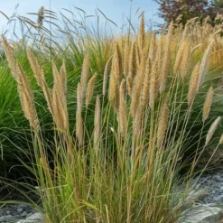 Rörgräs - Set om 2 - Calamagrostis acutiflora x 'Overdam' - Höjd 20-30cm - ⌀23cm