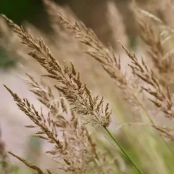 New Rörgräs - Set om 2 - Calamagrostis 'Karl Foerster' - Höjd 40-60cm - ⌀23cm Krukväxter Inomhus