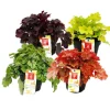 Rustik marktäckare - Heuchera mix - Indiska sommaren - 4 stora plantor - lila klockor