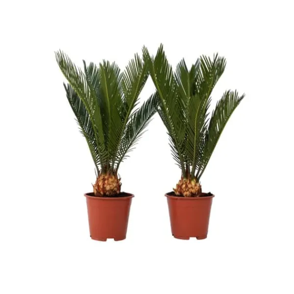 Hot Sago palm - Set om 2 - Cycas revoluta - Höjd 45-60cm - ⌀15cm Krukväxter Inomhus