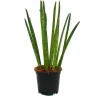 Sale Sansevieria cylindrica - Solitaire - Enstaka växt - kruka 19cm Krukväxter Inomhus