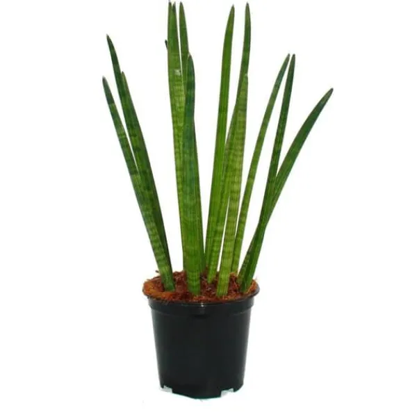 Sale Sansevieria cylindrica - Solitaire - Enstaka växt - kruka 19cm Krukväxter Inomhus