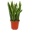 Sansevieria trifasciata - 19cm kruka - total höjd 55-65cm hög