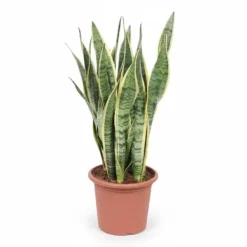 Hot Sansevieria Trifasciata - Kruka Ø25 cm - Höjd ca 85 cm Krukväxter Inomhus