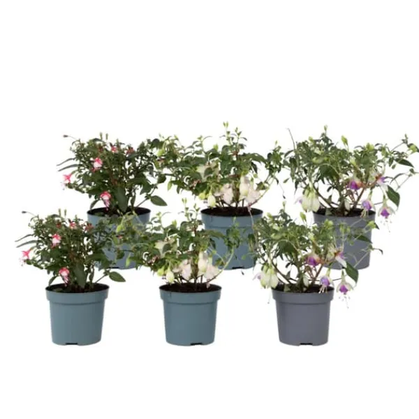 Scharlakansfuchsia - Set om 6 - Fuchsia magellanica - Höjd 10-20cm - ⌀9cm Blommor