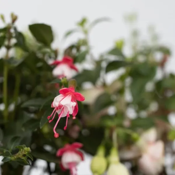 Scharlakansfuchsia - Set om 3 - Fuchsia magellanica - Höjd 10-20cm - ⌀9cm