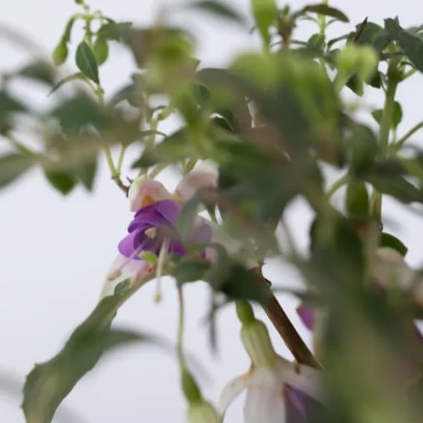 Scharlakansfuchsia - Set om 3 - Fuchsia magellanica - Höjd 10-20cm - ⌀9cm