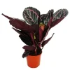Discount Schattenväxt med utsökt bladmönster - Calathea Dottie - 12cm kruka - ca. 25-30cm hög Krukväxter Inomhus