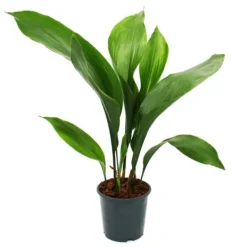 Best Schusterpalme - Aspidistra elatior - Inomhusväxt - 15cm kruka Krukväxter Inomhus