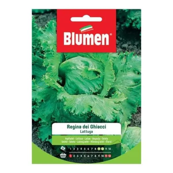 SEMI LATTUGA REGINA DEI GHIACCI BLUMEN