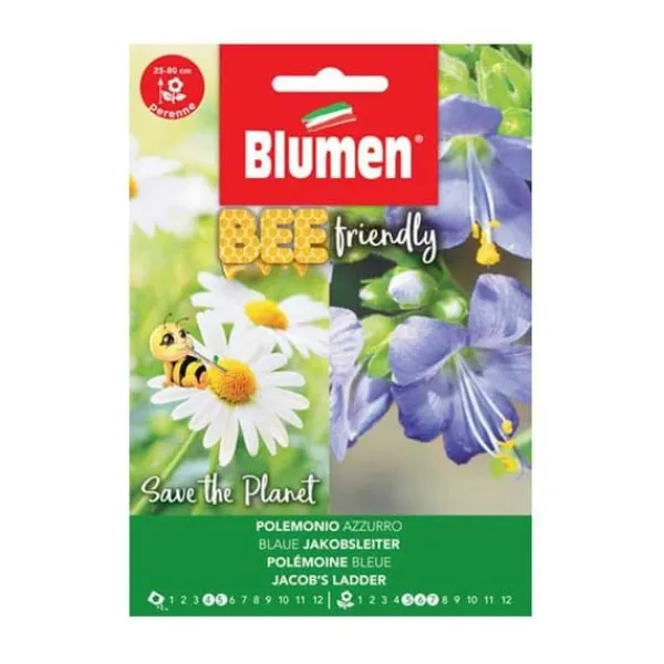 SEMI POLEMONIUM COERULEUM AZZURRO BLUMEN