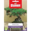 SEMIBONSAI AV PINUS BLUMEN FRÖN TEKNIK BONSAI
