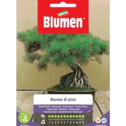 SEMIBONSAI AV PINUS BLUMEN FRÖN TEKNIK BONSAI
