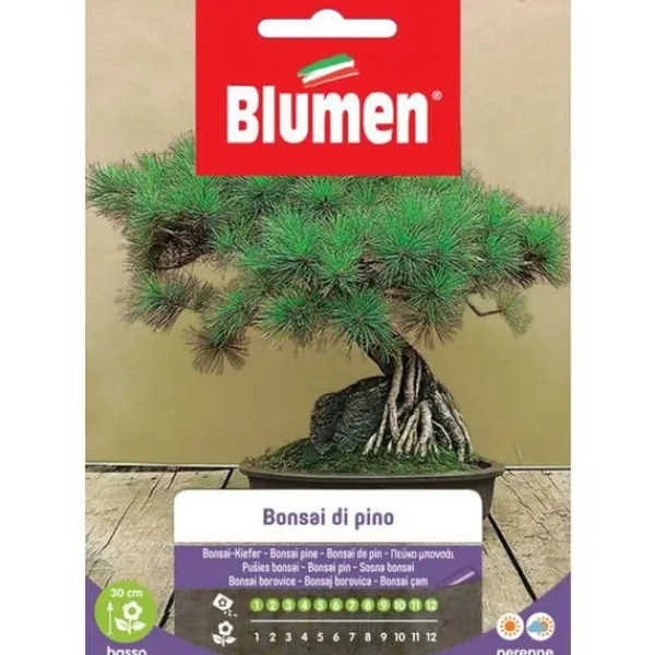 SEMIBONSAI AV PINUS BLUMEN FRÖN TEKNIK BONSAI