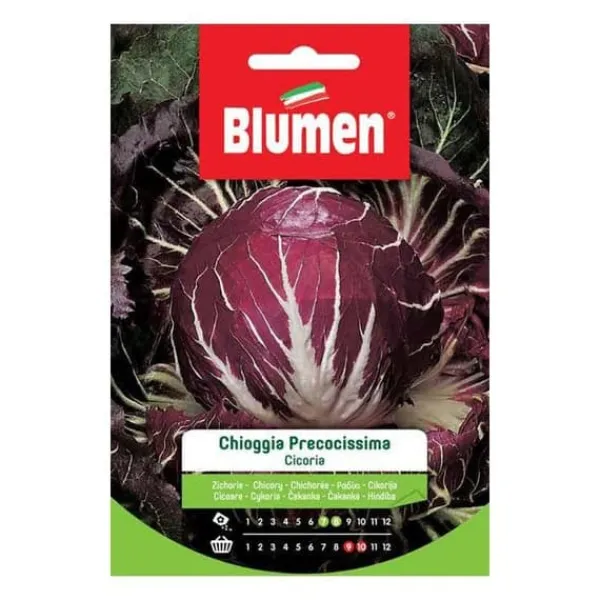 SEMICIKORIA CHIOGGIA FÖRBEREDELSE BLUMEN