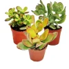 Online Set av silverträd, 3 olika arter av Crassula i 12 cm krukor Krukväxter Inomhus