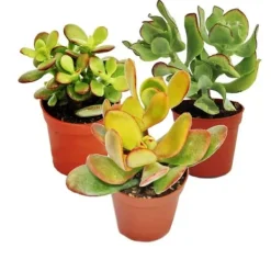 Online Set av silverträd, 3 olika arter av Crassula i 12 cm krukor Krukväxter Inomhus