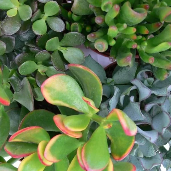 Online Set av silverträd, 3 olika arter av Crassula i 12 cm krukor Krukväxter Inomhus