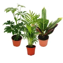 Online Set med 3 inomhusväxter - typ 1 - 9cm Krukväxter Inomhus