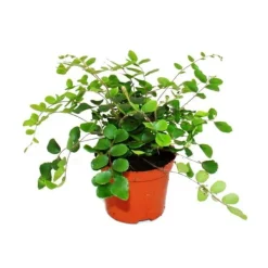 Clearance Set med 3 inomhusväxter - typ 2 - 9cm Krukväxter Inomhus