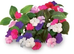 Best Set med 3 produkter. Click & Grow Smart Garden refill Busy Lizzie 3st Blommor
