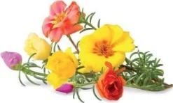 Best Set med 3 produkter. Click & Grow Smart Garden refill Moss Rose 3st Blommor