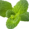 New Set med 3 produkter. Click & Grow Smart Garden refill Apple Mint 3st Kit För Växt- & Örtplantering