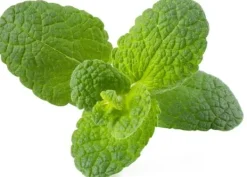 New Set med 3 produkter. Click & Grow Smart Garden refill Apple Mint 3st Kit För Växt- & Örtplantering